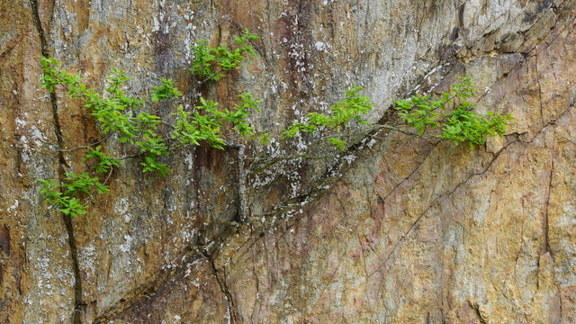 Ch&ecirc;ne poussant sur une paroi rocheuse