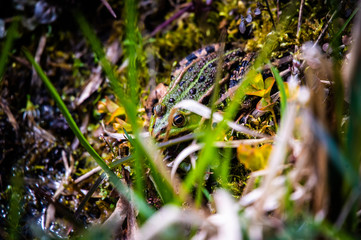 frog between the grass