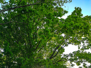Fototapeta premium Tree crown background with spring leaves