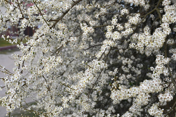 Beautiful floral nature spring abstract background. Branches of a blossoming cherry. Greeting cards with copy space.
