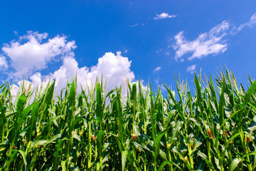 Corn field closeup with green plants growing and bright blue sky
