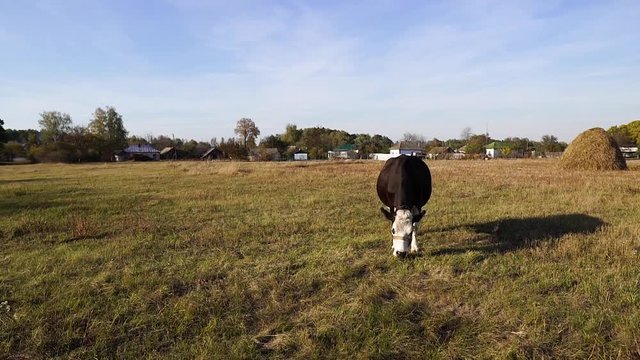 Long short. Dollyshot. A large beautiful cow / calf graze on a beautiful field. The cow is grazing. Cow in the pasture. A cow on the farm. Calf on the field.
