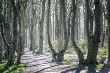 Curved tree trunks along the footpath in the old beech forest Gespensterwald, meaning ghost forest, beautiful landscape on the Baltic Sea in the morning sun,