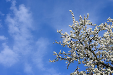 Beautiful floral nature spring abstract background. Branches of a blossoming cherry. Greeting cards with copy space.