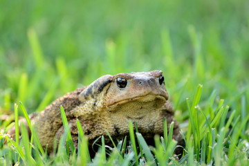 sapo en el parque sobre la hierva verde	