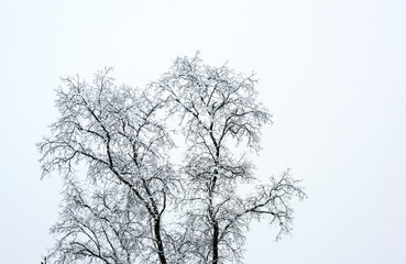 Plakat Snow covered tree