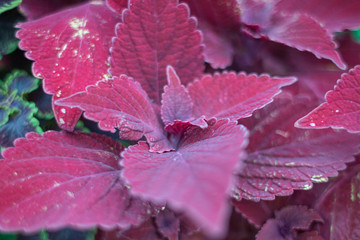 Coleus Foliage