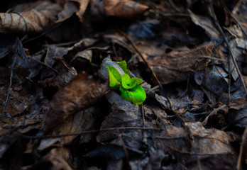 a green sprout made its way through dry foliage. Spring, new life