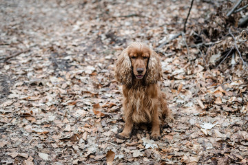 Spaniel in forest