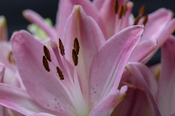 Pink lilies macro