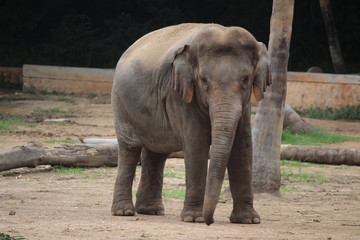 Fototapeta premium In front of the elephant 