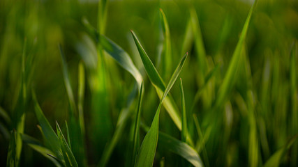 trawa na polu