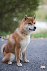 Naklejka na ściany i meble Cute smilling Shiba Inu Dog outdoors