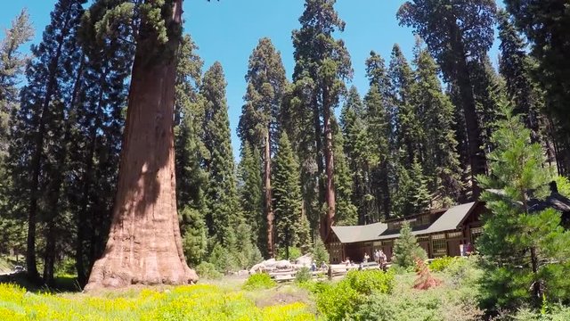 Sequoia National Park in California, USA