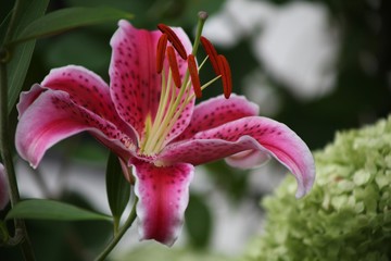 pink lily flower, GARDEN, SUMMERDAY, FRESH, PINK, GREEN, RED, BROWN