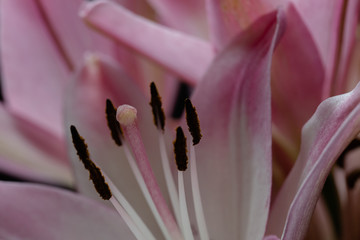 Pink lilies macro
