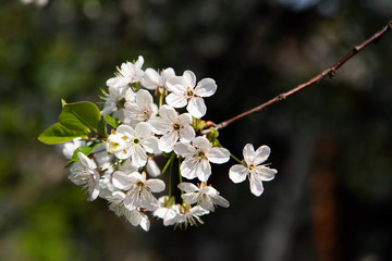 Flowering branches of fruit trees in the spring