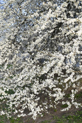 Beautiful floral nature spring abstract background. Branches of a blossoming cherry. Greeting cards with copy space.