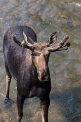 Naklejka na ściany i meble Moose in Velvet Standing in a River
