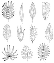 Tropical or forest leaves set in black and white sketch style on white background, oval, palmate, paired, pinnate, ovoid type