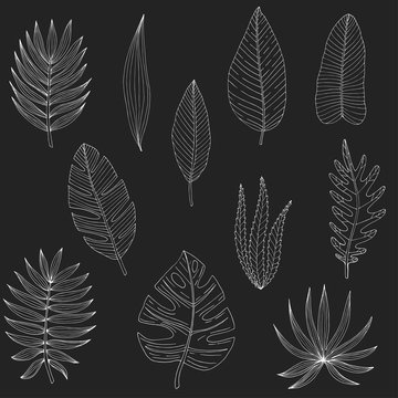 Tropical or forest leaves set in black and white sketch style on black background, oval, palmate, paired, pinnate, ovoid type