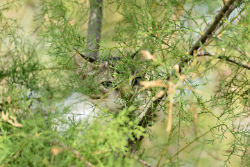 gato salvaje escondido y camuflado en un árbol 