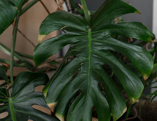 close up of a green plant