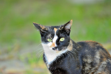 gato tricolor hembra sentada sobre la hierva 