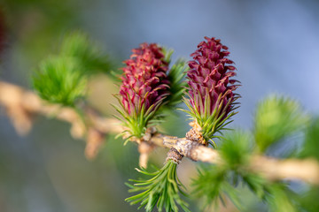 Young cones on larch