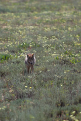 Coyote Walking in a Field