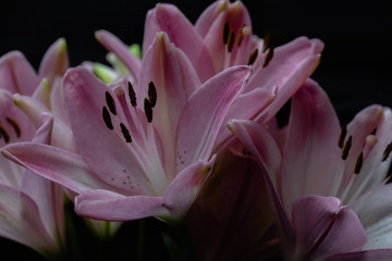 Pink lilies macro