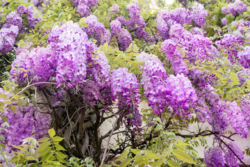 Blooming wisteria on the walls of the building