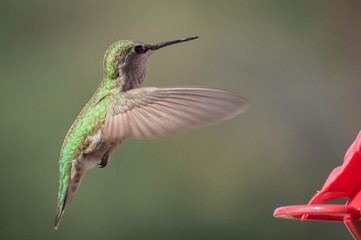 Hummingbird Soaring