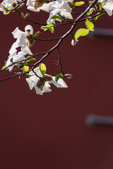 whtie blossom branches