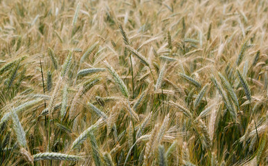 Green ears of wheat triticale on the background of the field.