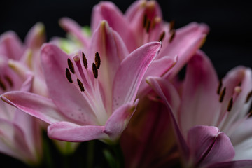 Pink lilies macro