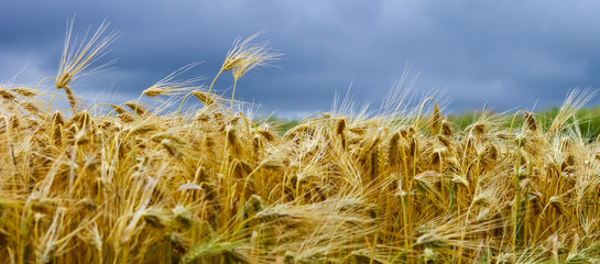 Rye grain harvest on rye field landscape