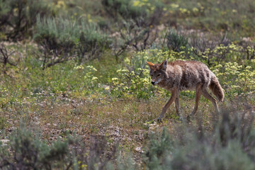Coyote Walking in a Field