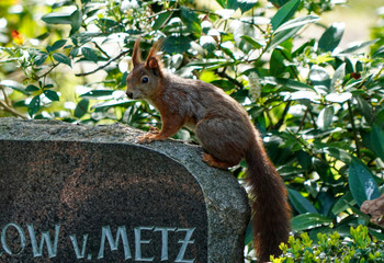 Eichhörnchen auf Grabstein