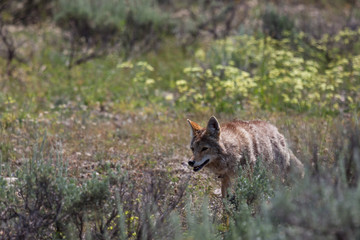 Coyote Walking in a Field