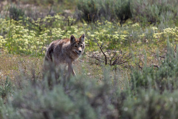 Naklejka na ściany i meble Coyote Walking in a Field