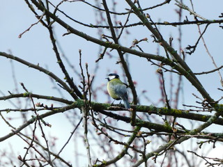 
A tit sings songs in the spring on a tree