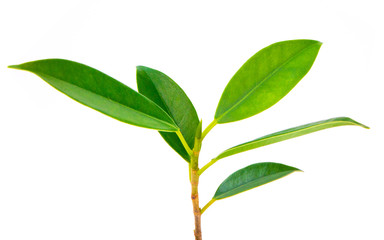 Trees small that grow naturally , with colors White background appropriate the Backdrop, idea copy space
