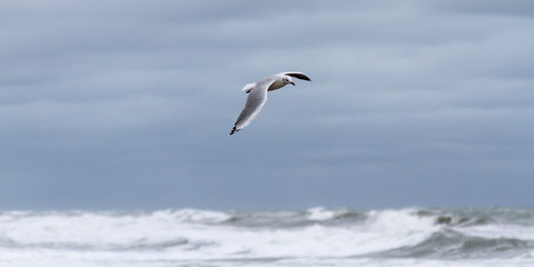 Gaviotas