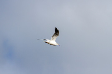 Gaviotas