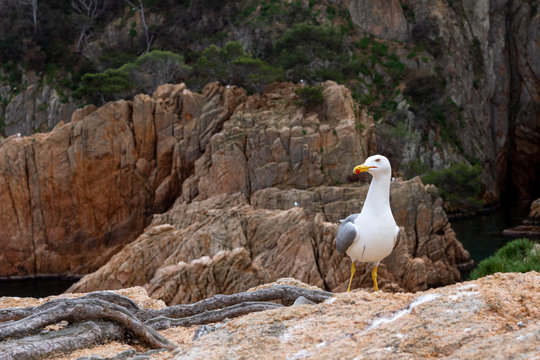 Gaviotas frente al mar