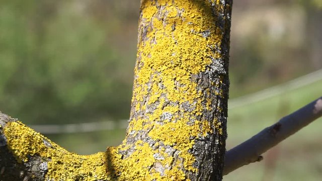 Fermo immagine di un tronco a forma di V con attaccati muschi e licheni
