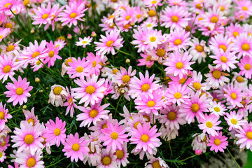 Many vivid pink and white Leucanthemum vulgare flowers known as ox-eye daisy, oxeye daisy or dog daisy in a sunny summer garden, fresh natural outdoor and floral background

