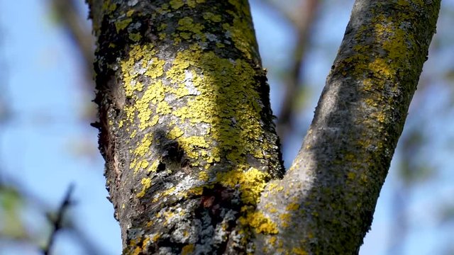 Fermo immagine di un tronco esile ripreso in penombra con attaccati muschi e licheni