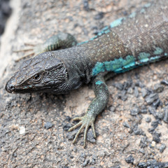 lizard on a stone